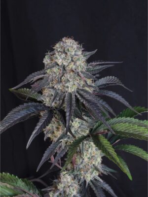 Sundae Frost Auto (Fast Buds), autoflowering Samen