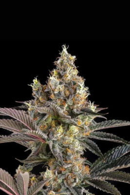 Tostones  (Compound Genetics), feminisierte Samen