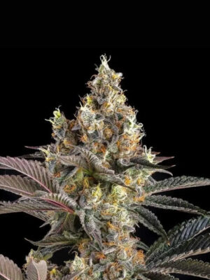 Tostones  (Compound Genetics), feminisierte Samen
