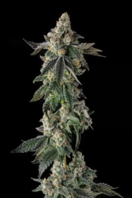 Wokstar (Compound Genetics), feminisierte Samen