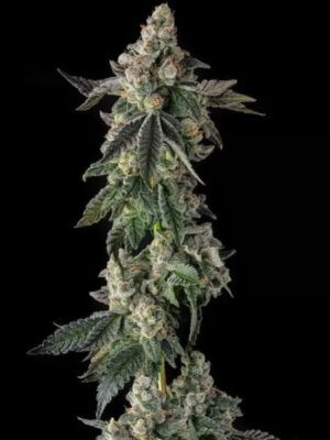 Wokstar (Compound Genetics), feminisierte Samen