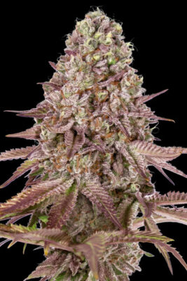 Auto Grand Daddy Purple (00 Seeds), automatisierte Samen