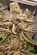 Mimosa x Chimera #3 (Sweet Seeds), feminisierte Samen
